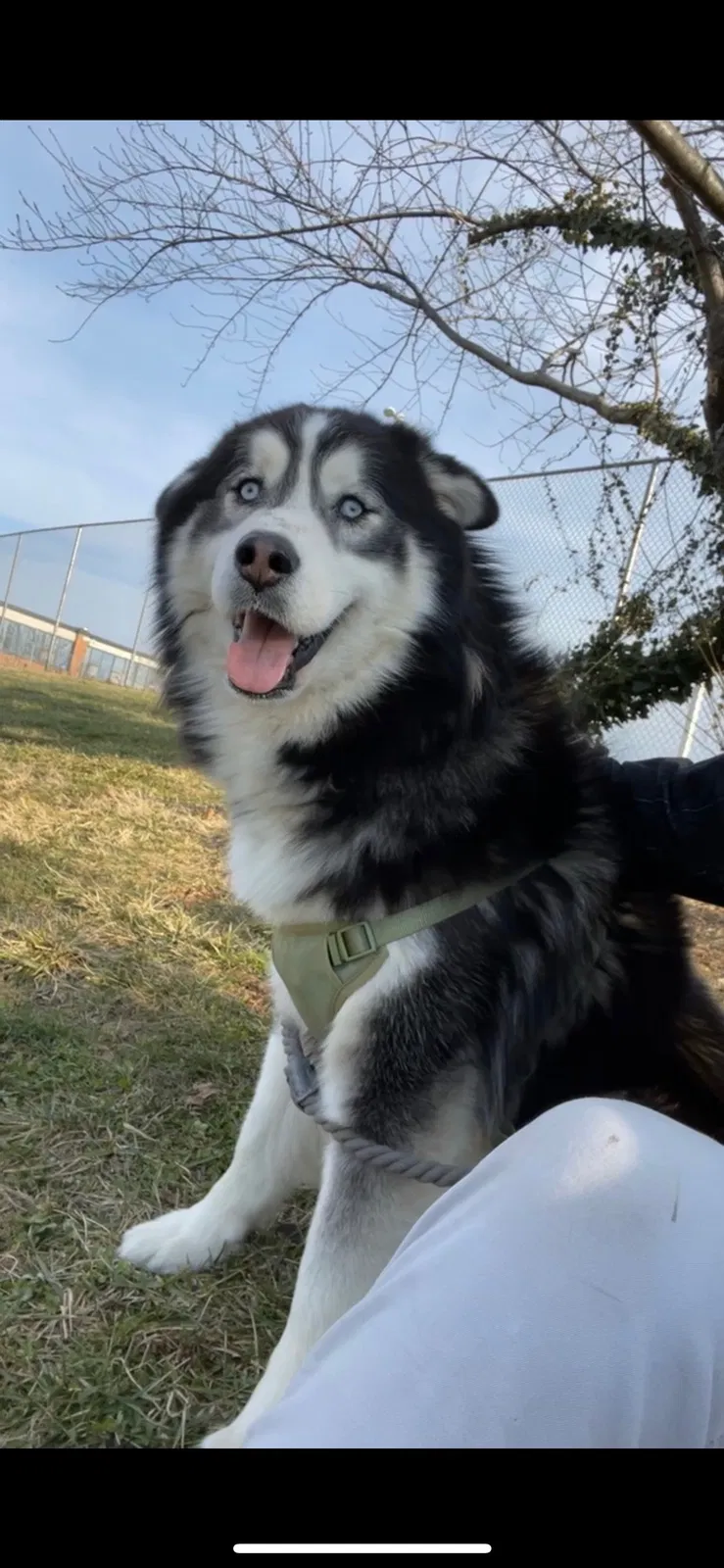 Lost dog in Hyattsville, MD, 20781