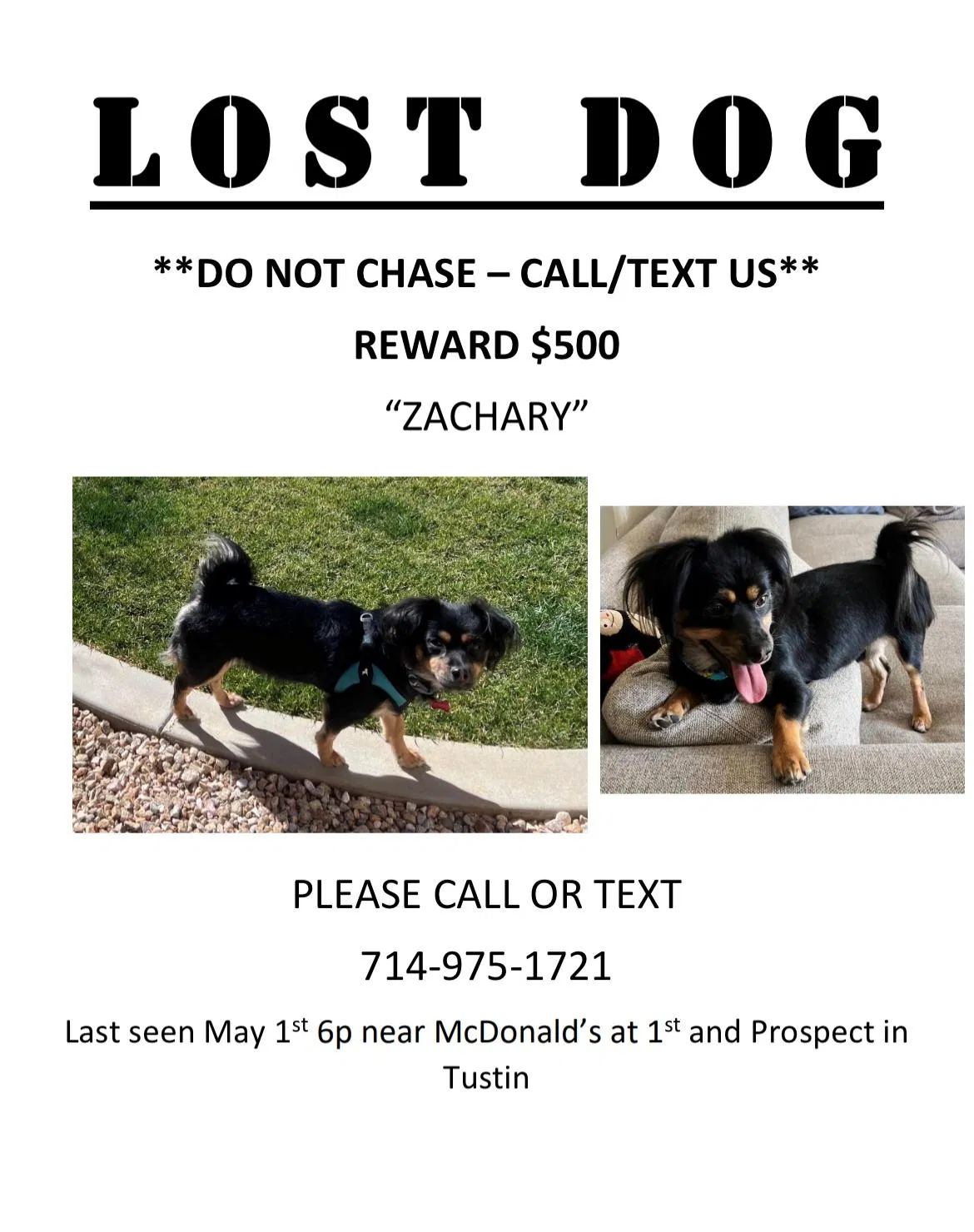 Lost dog in Placentia, CA, 92870