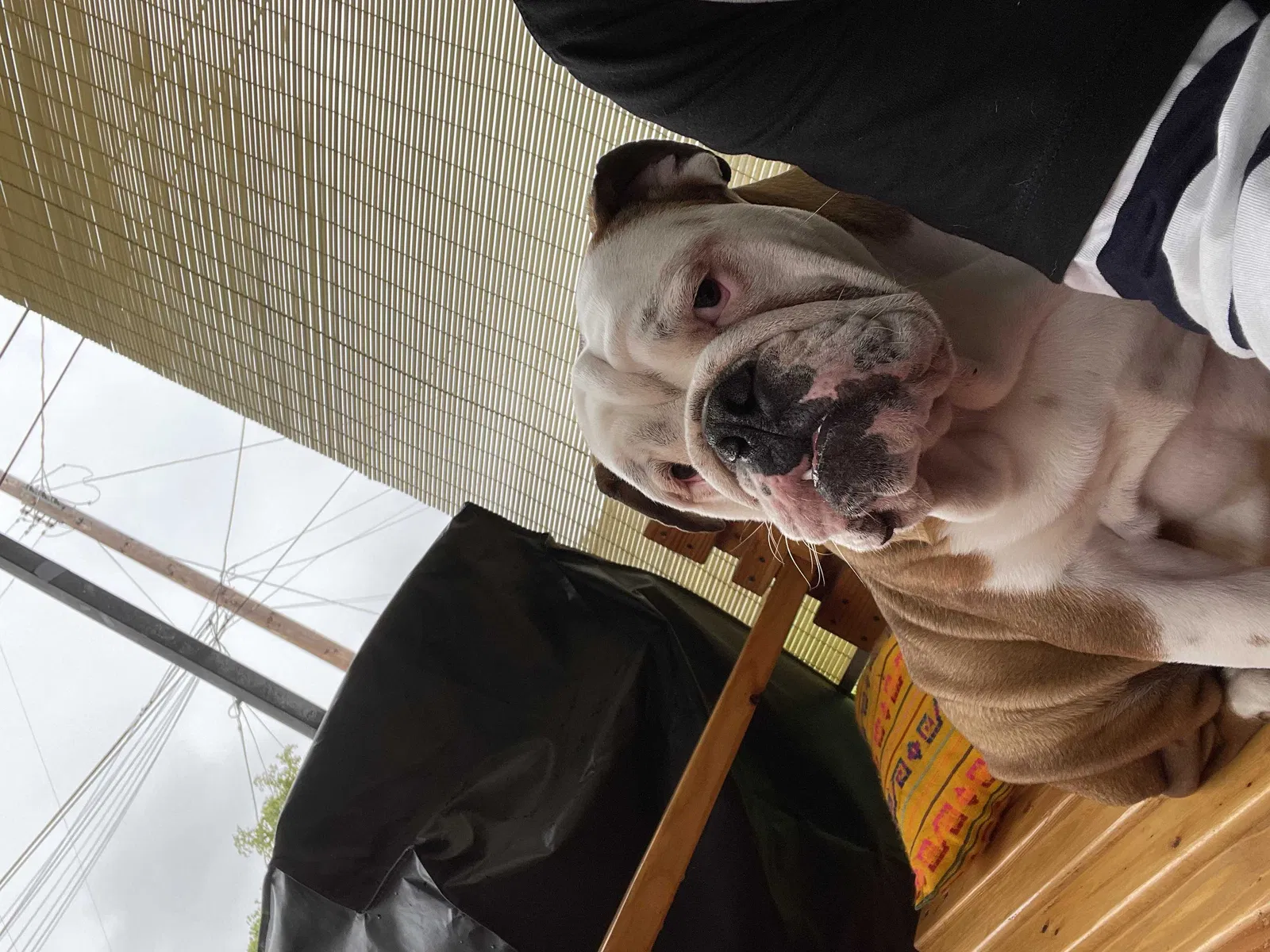 Lost dog in Los Angeles, CA, 90061