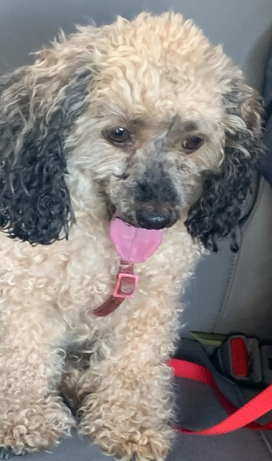 Lost dog in Trumbull, CT, 6611