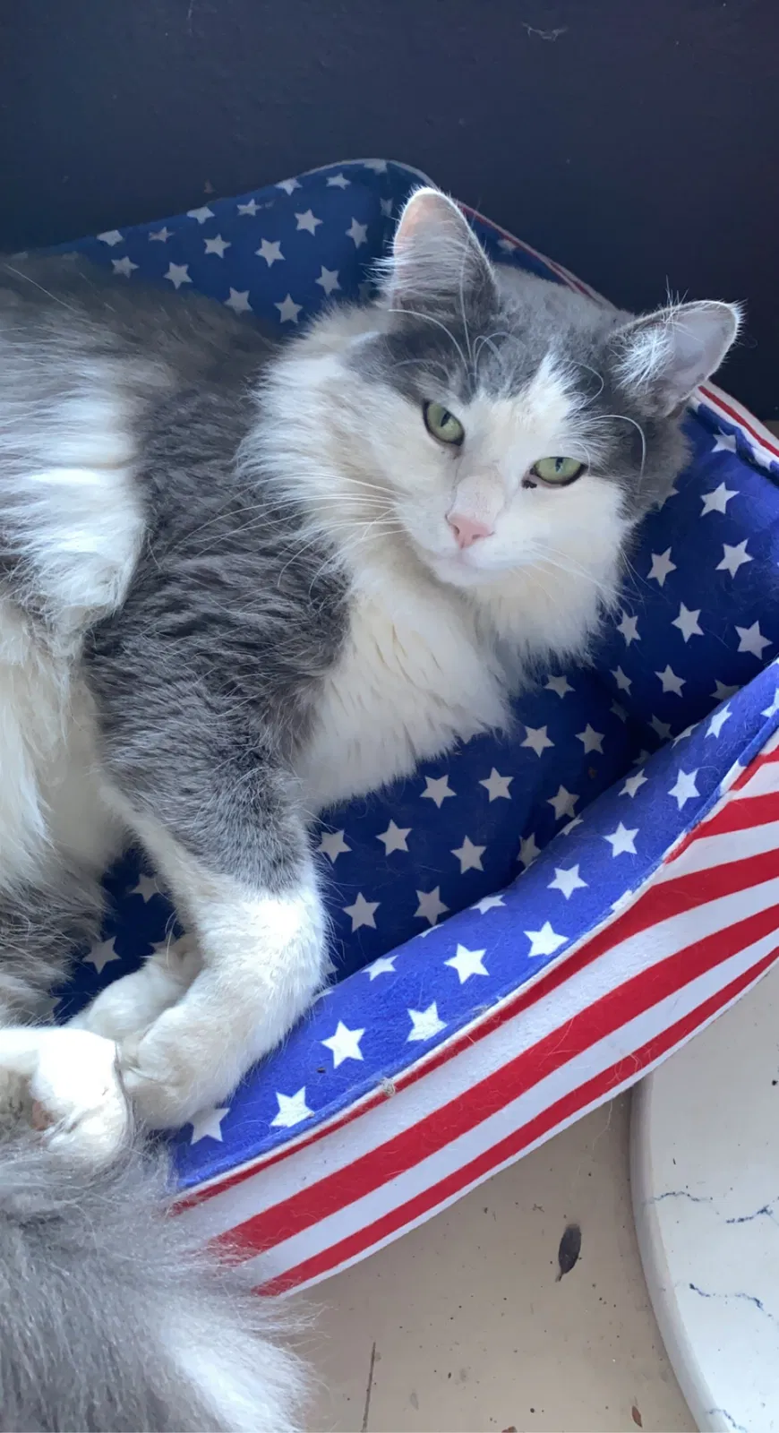 Lost cat in Flower Mound, TX, 75028