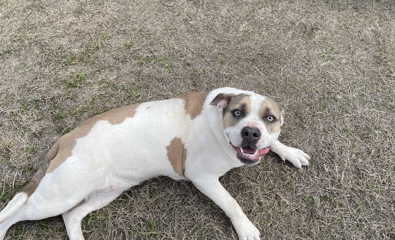 Lost dog in Kemp, TX, 75143