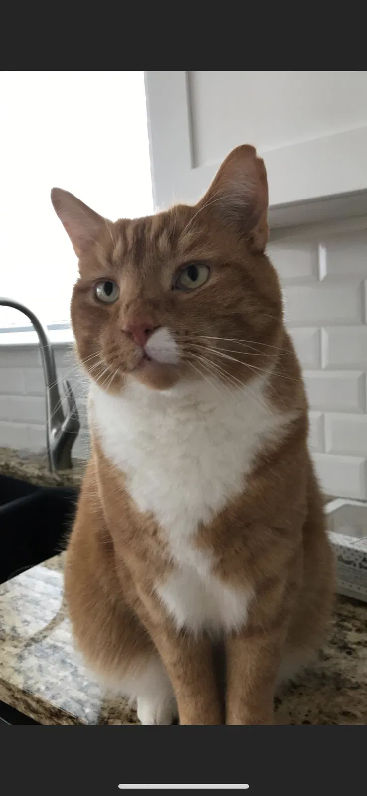 Lost cat in Hebron, KY, 41048