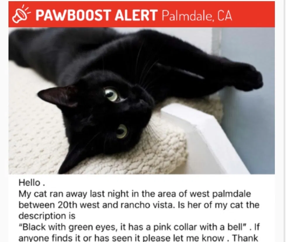 Lost cat in Palmdale, CA, 93551
