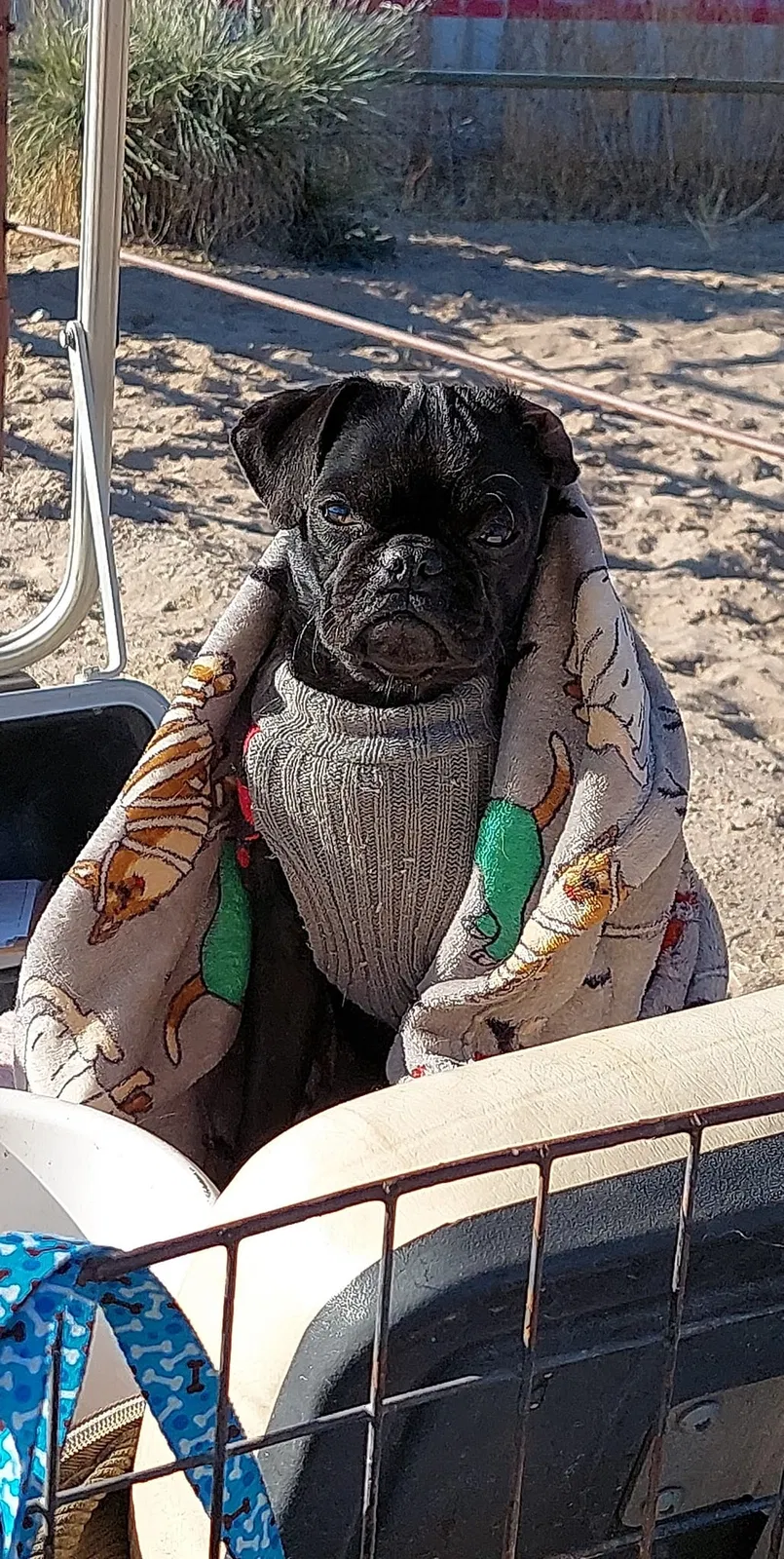Lost dog in El Paso, TX, 79903
