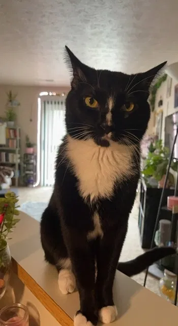 Lost cat in South Bend, IN, 46614