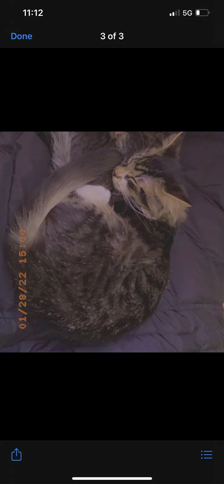 Lost cat in Buffalo, NY, 14220