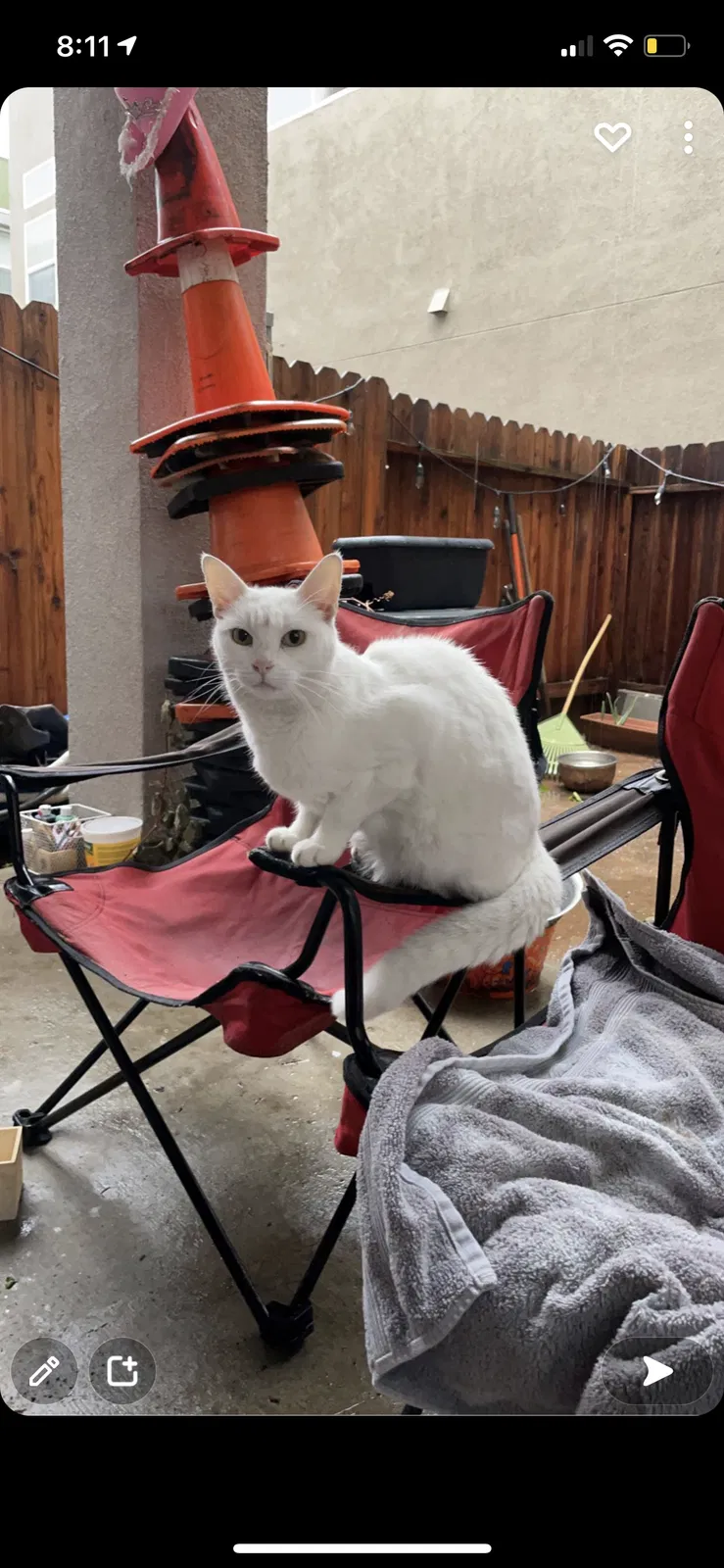 Lost cat in Sacramento, CA, 95841