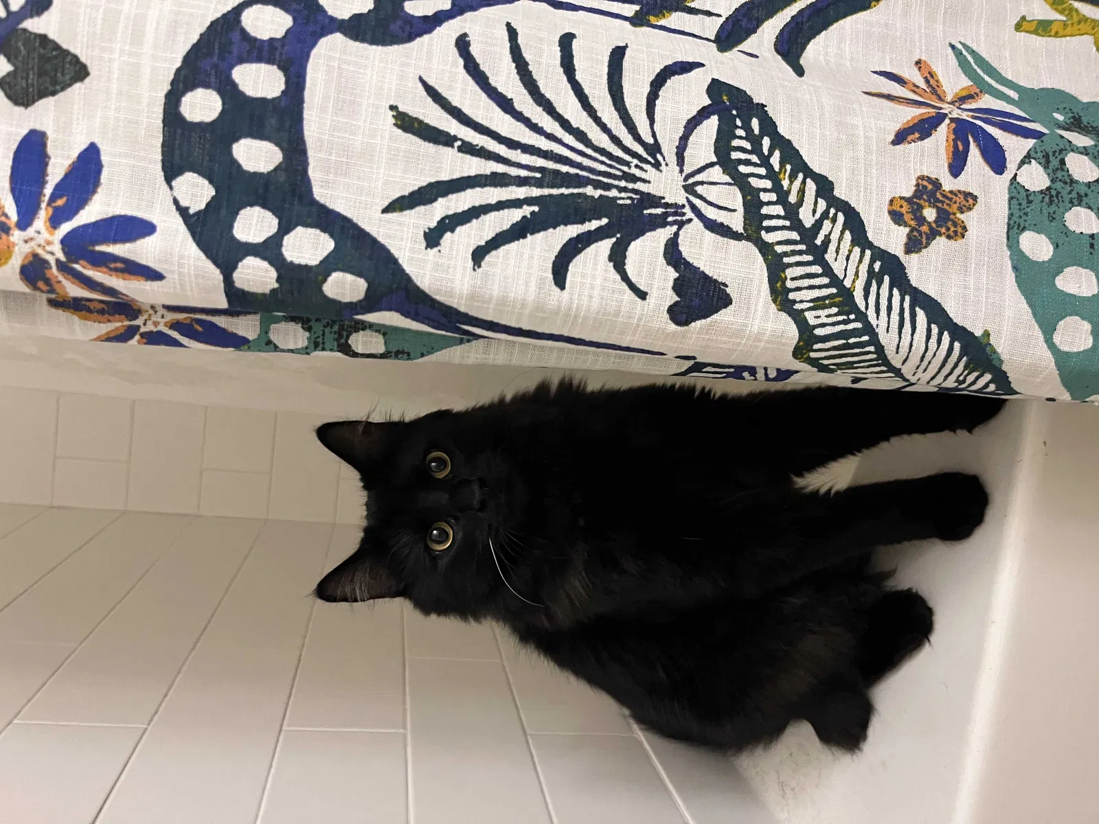 Lost cat in Dallas, TX, 75201