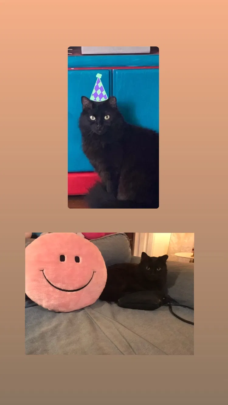 Lost cat in Denton, TX, 76201