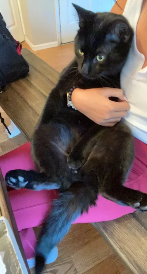 Lost cat in Englewood, CO, 80112