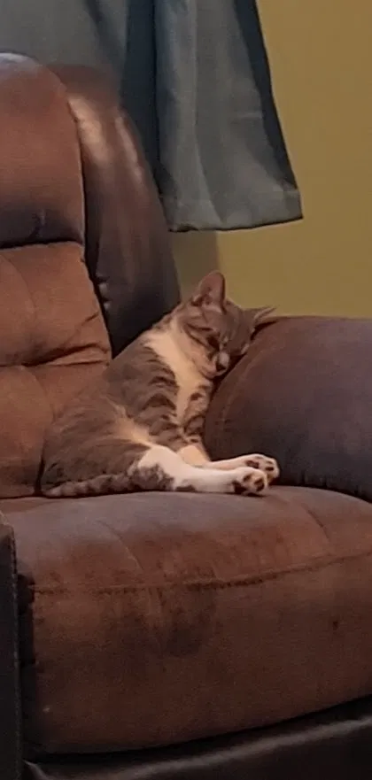 Lost cat in Columbus, OH, 43220