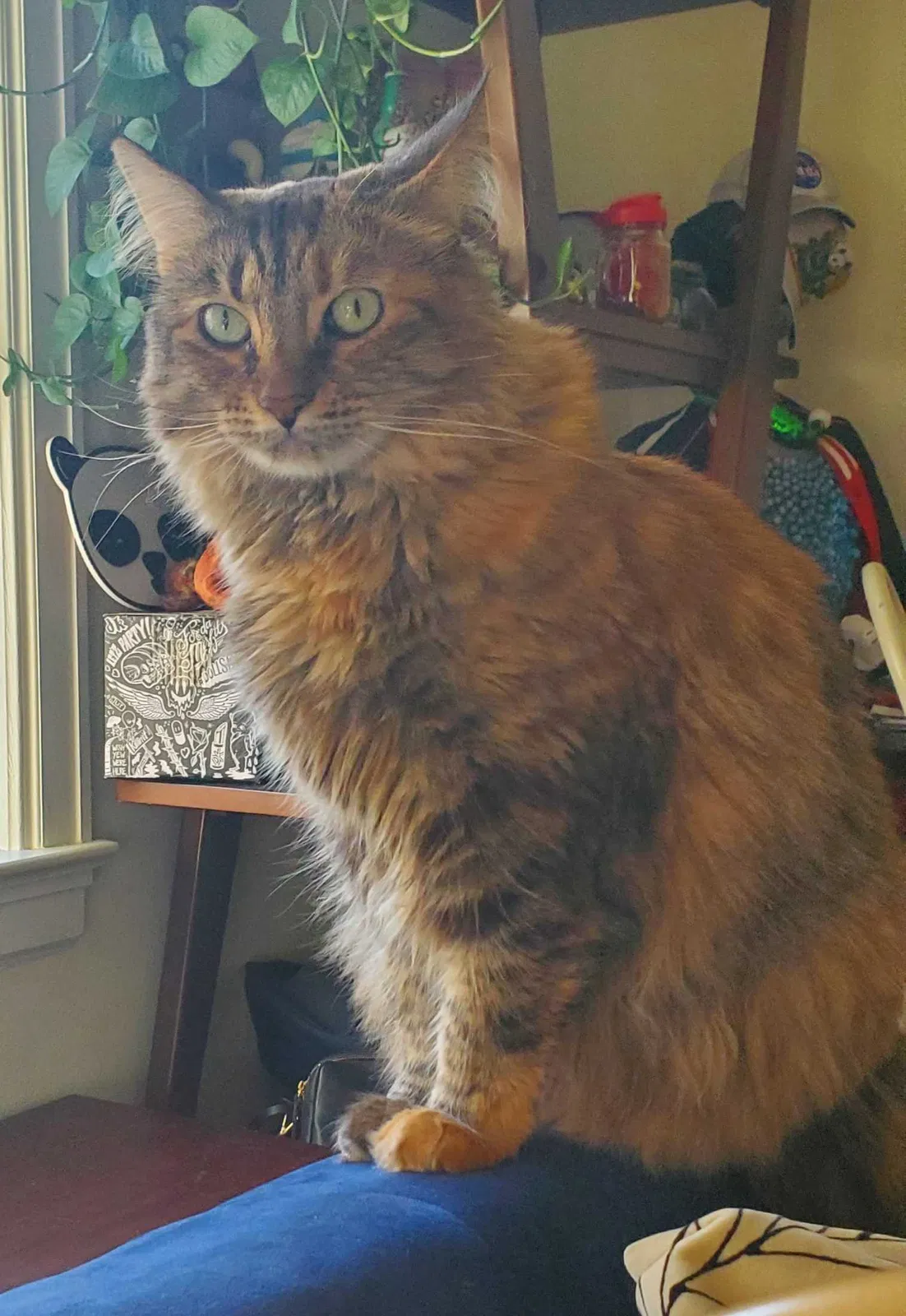 Lost cat in Fort Pierce, FL, 34950