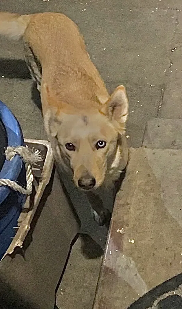 Lost dog in Pacoima, CA, 91331