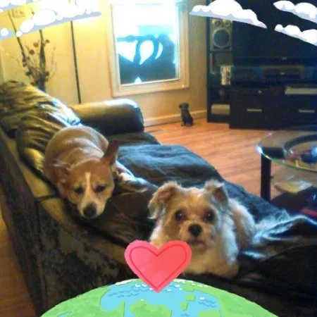 Lost dog in Hickory, NC, 28601
