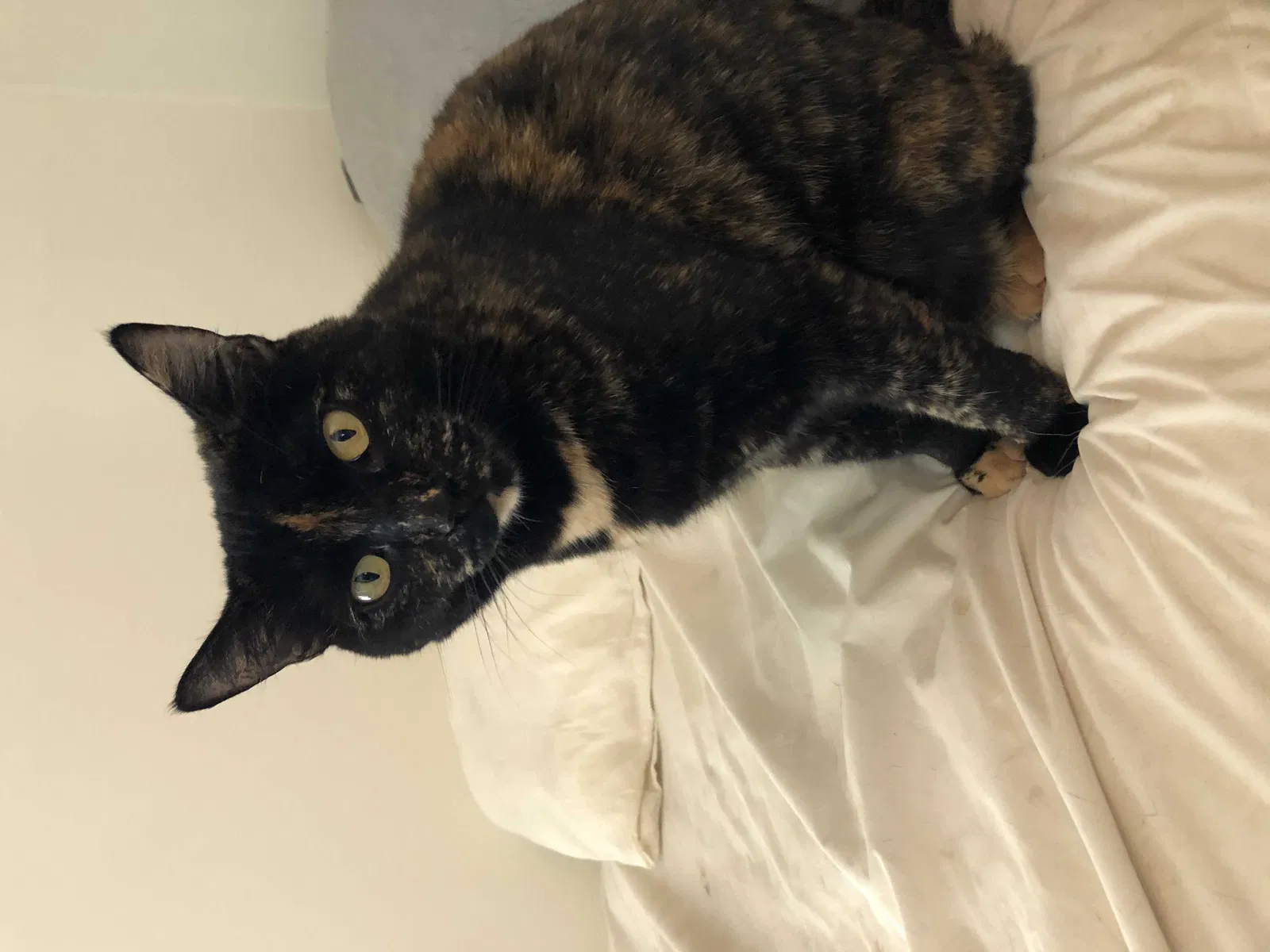 Lost cat in Oak Park, CA, 91377
