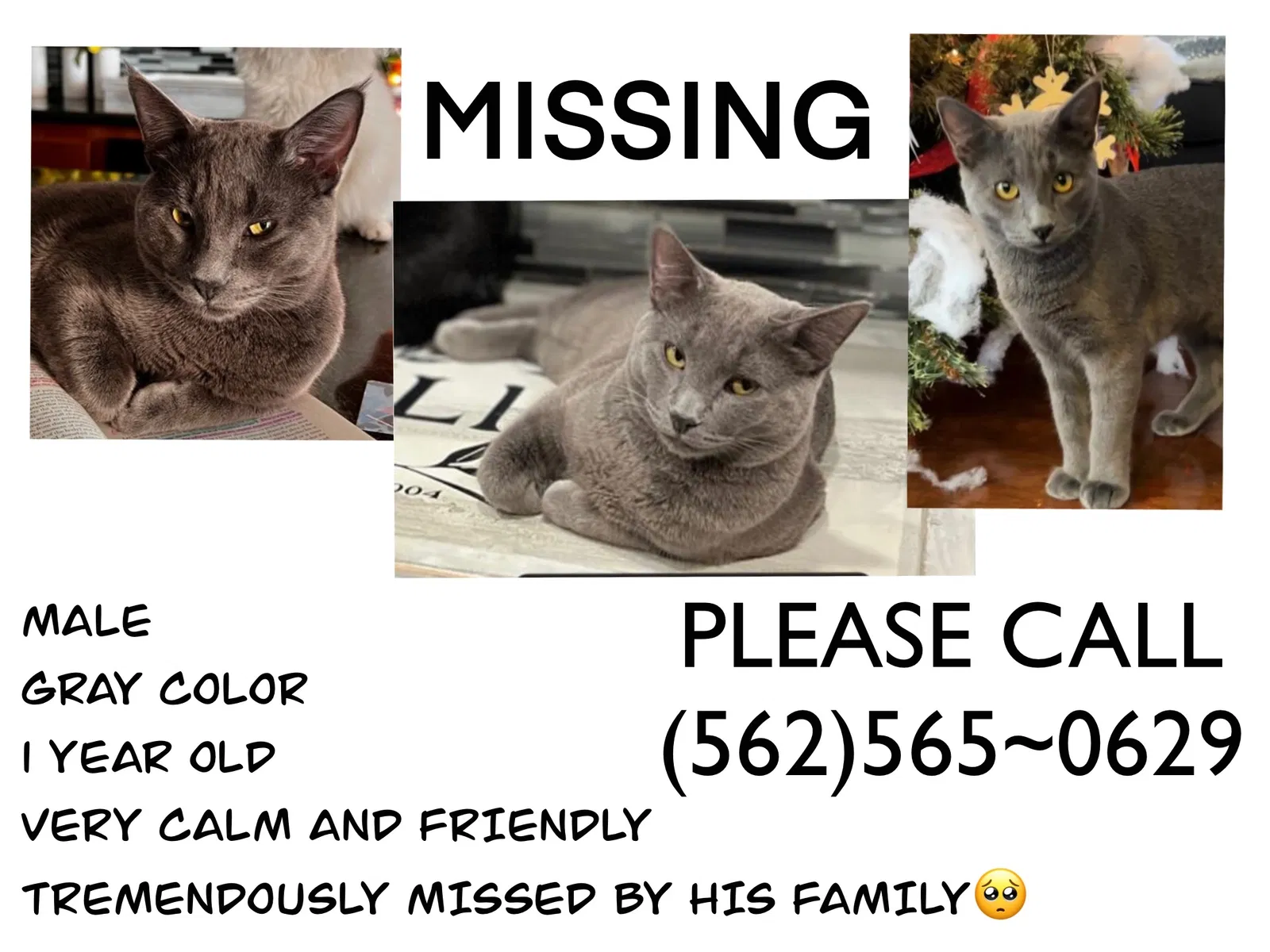 Lost cat in Victorville, CA, 92392