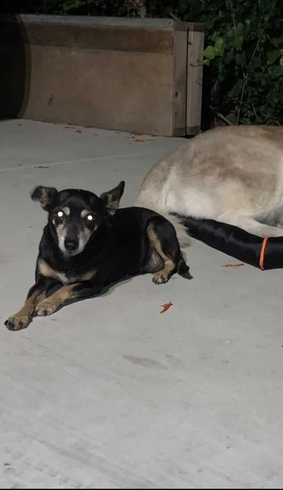 Lost dog in Long Beach, CA, 90805
