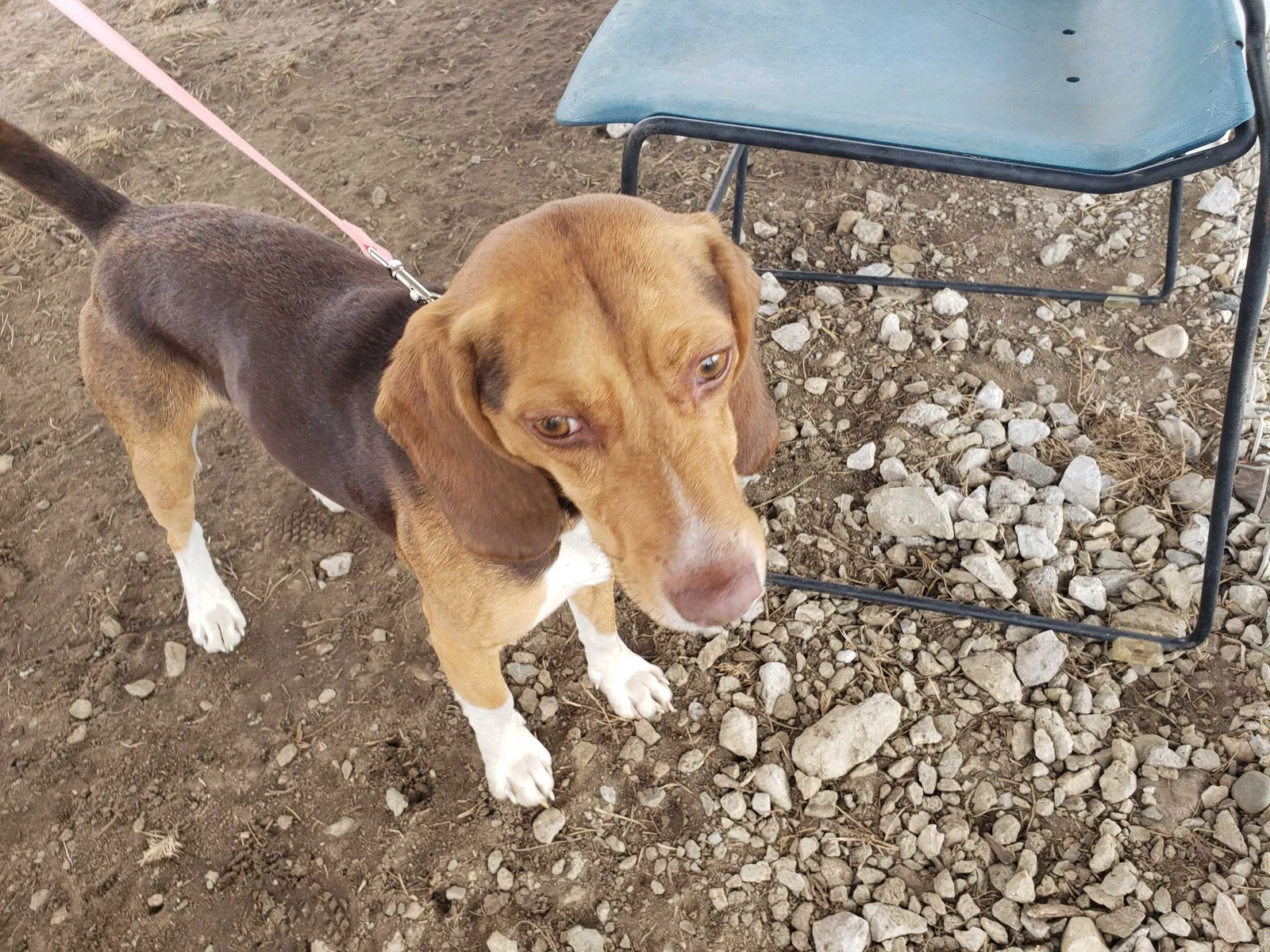 Lost dog in Grovertown, IN, 46531