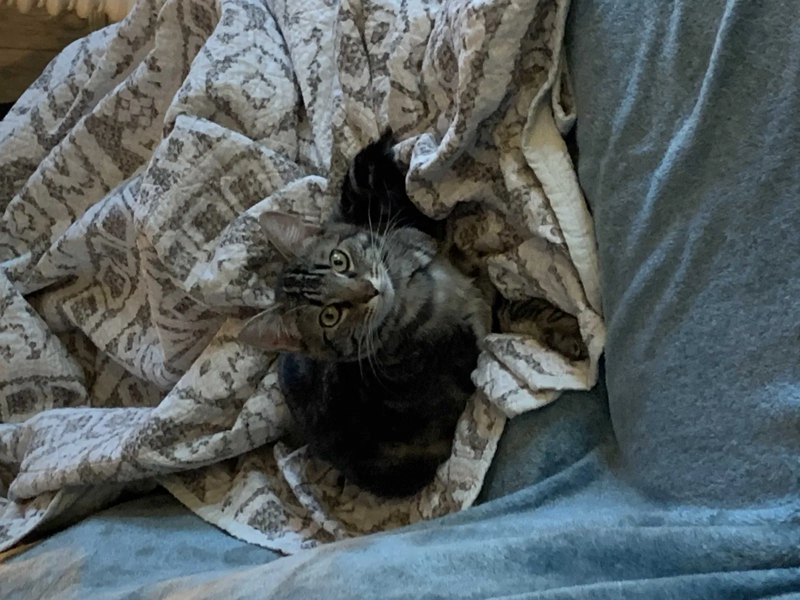 Lost cat in Green Valley, AZ, 85614