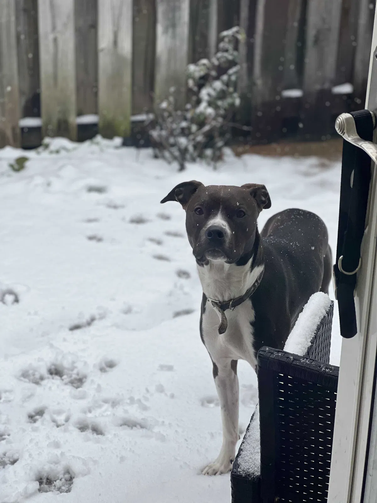 Lost dog in Nashville, TN, 37221