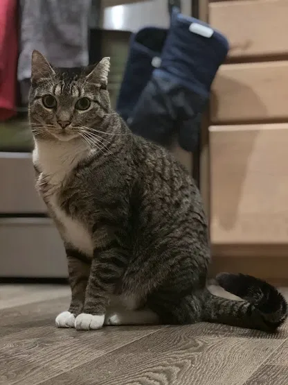Lost cat in Bothell, WA, 98012
