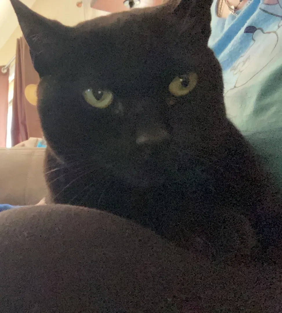 Lost cat in El Paso, TX, 79938