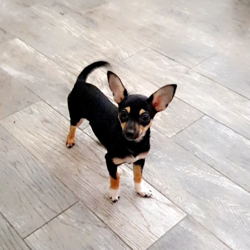 Lost dog in Houston, TX, 77038