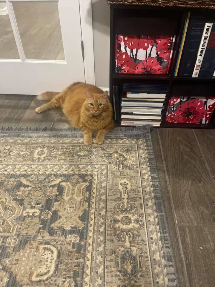 Lost cat in Nokomis, FL, 34275