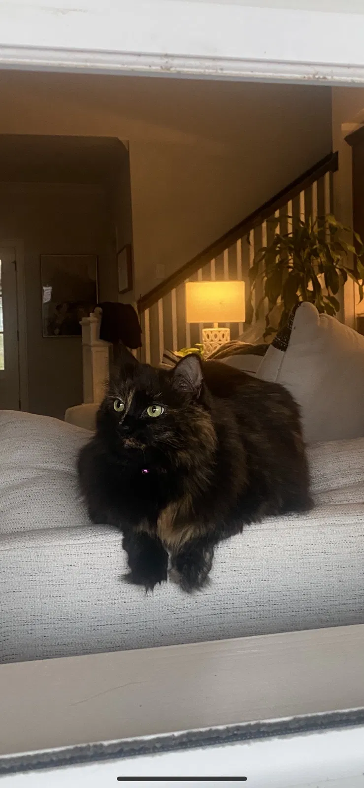 Lost cat in College Grove, TN, 37046