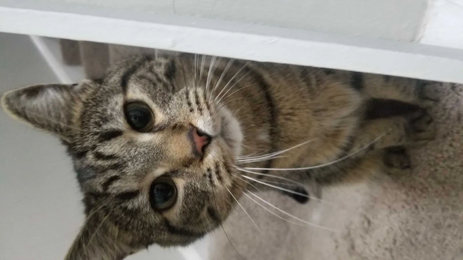 Lost cat in Bloomington, IN, 47403