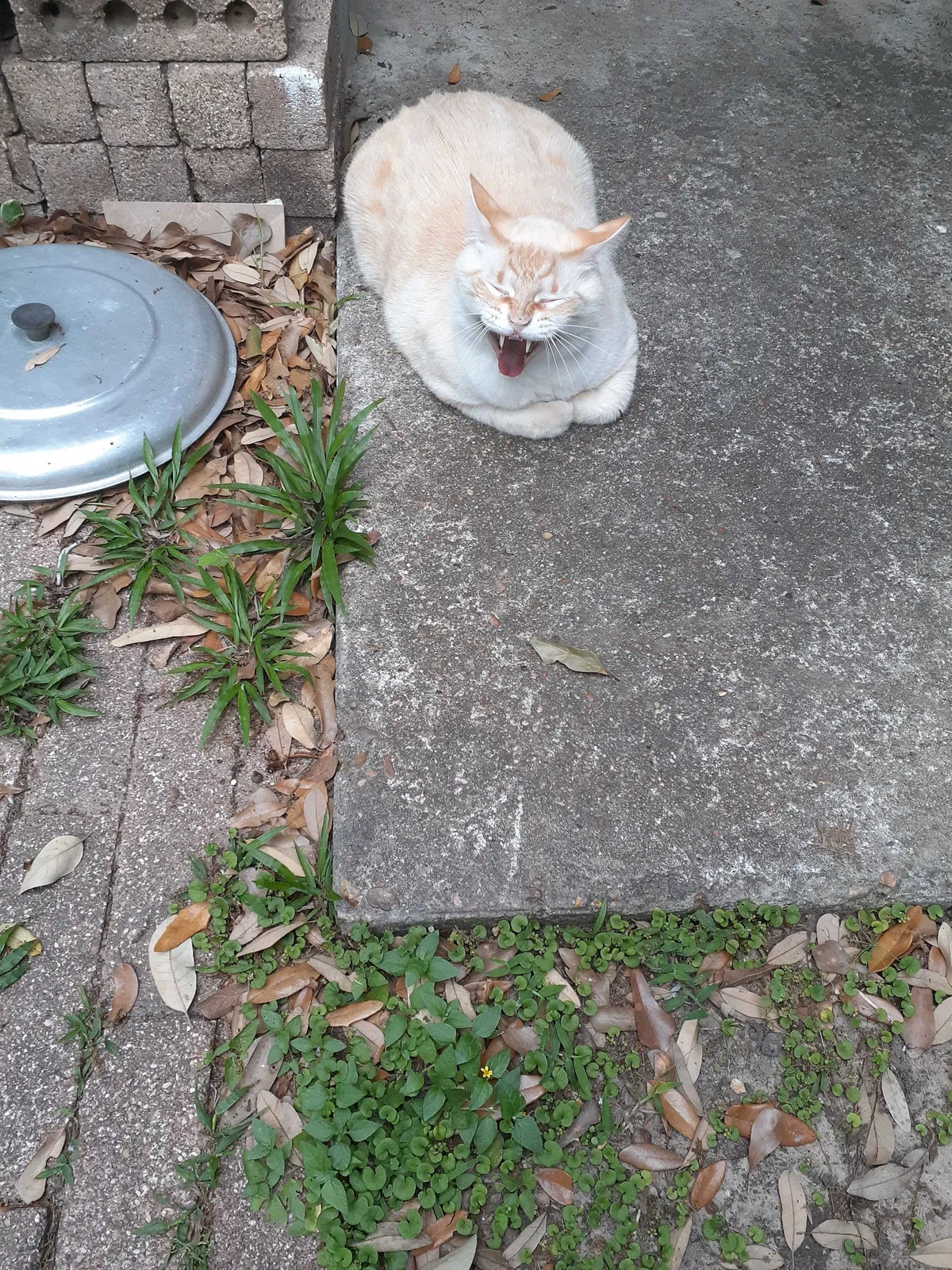 Lost cat in Houston, TX, 77084