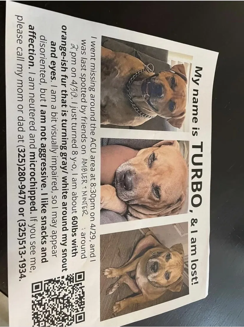 Lost dog in Abilene, TX, 79601