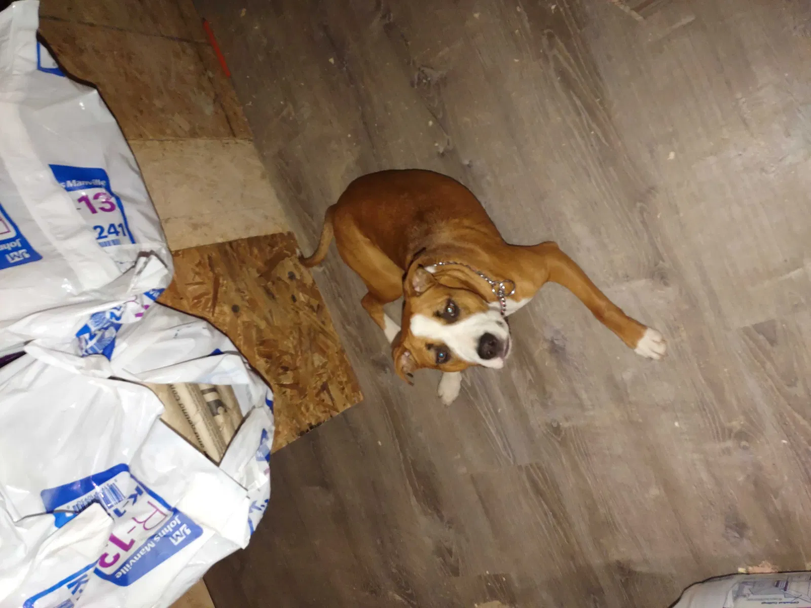 Lost dog in Corryton, TN, 37721
