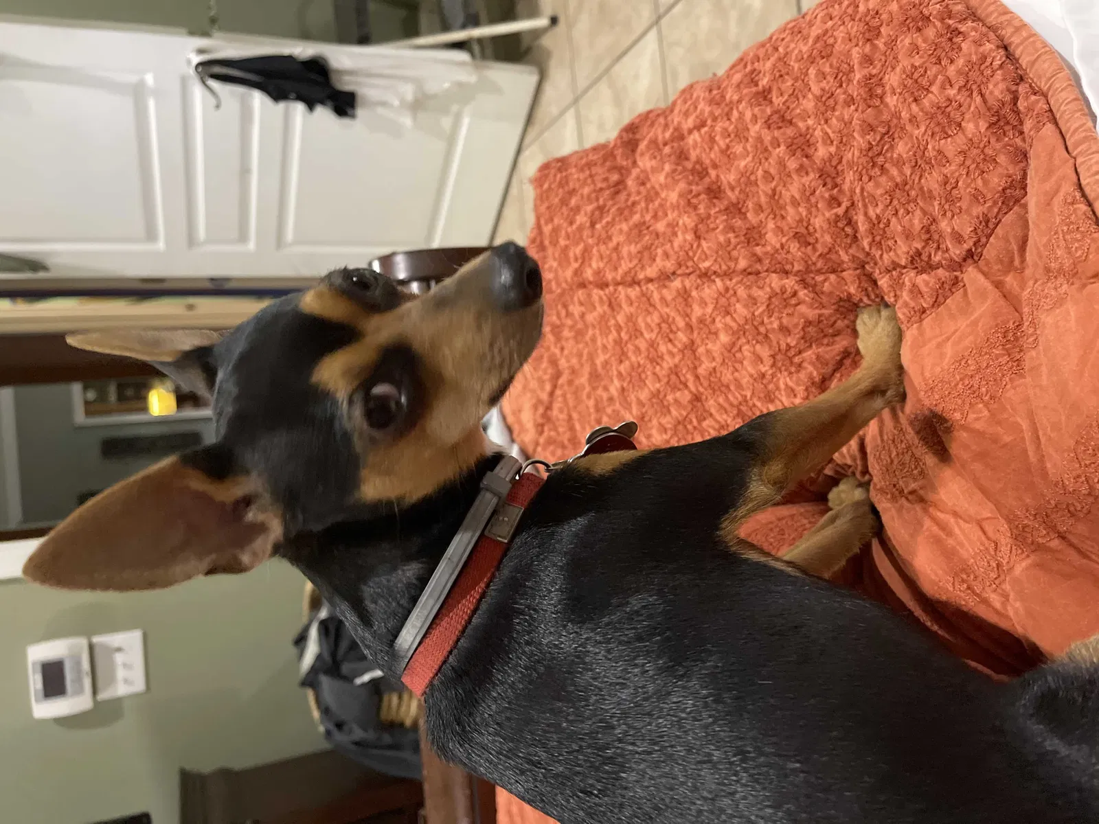 Lost dog in Saraland, AL, 36571