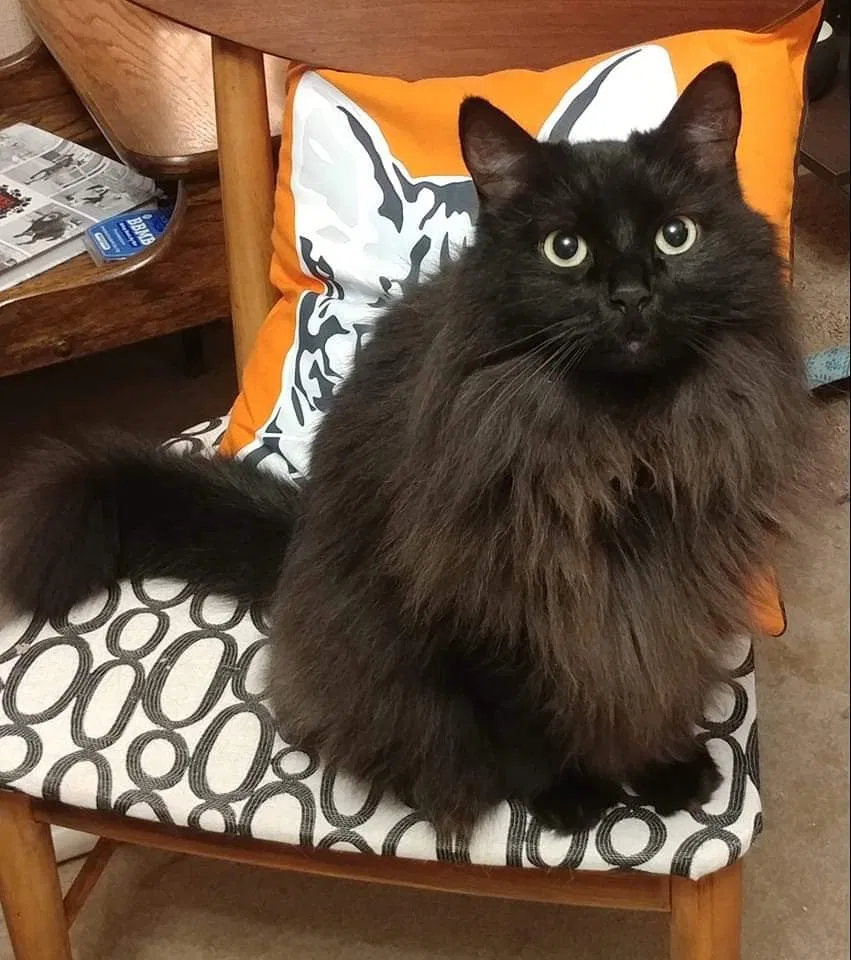 Lost cat in Birmingham, AL, 35210