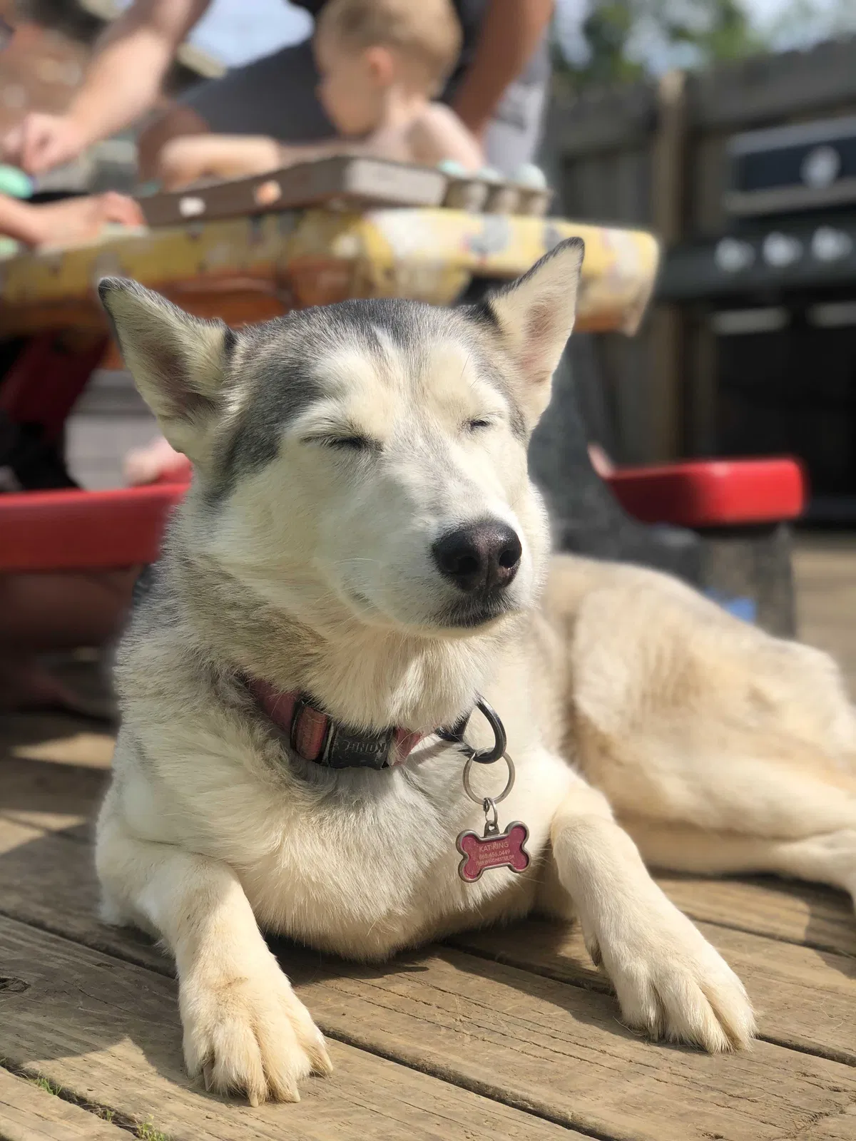 Lost dog in Knoxville, TN, 37919