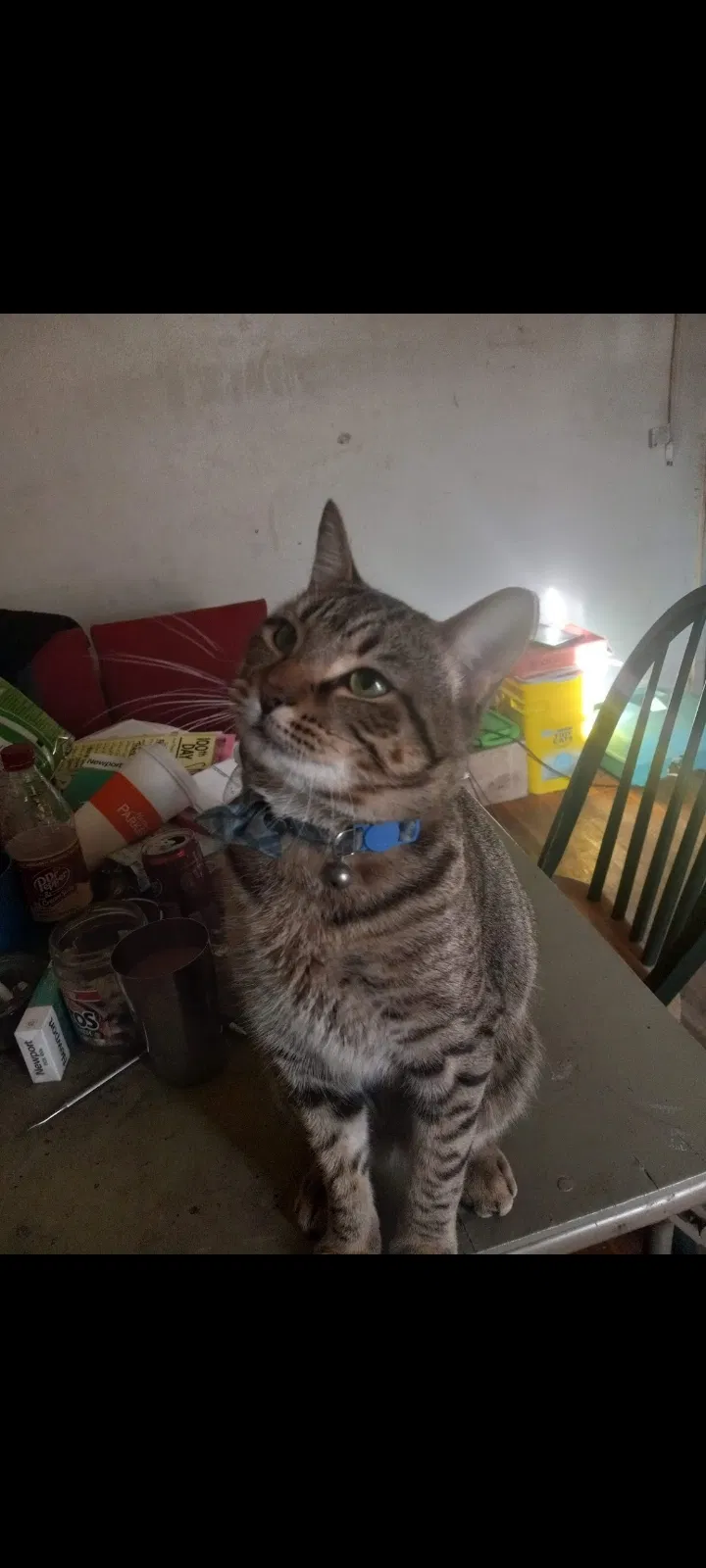 Lost cat in Killeen, TX, 76541
