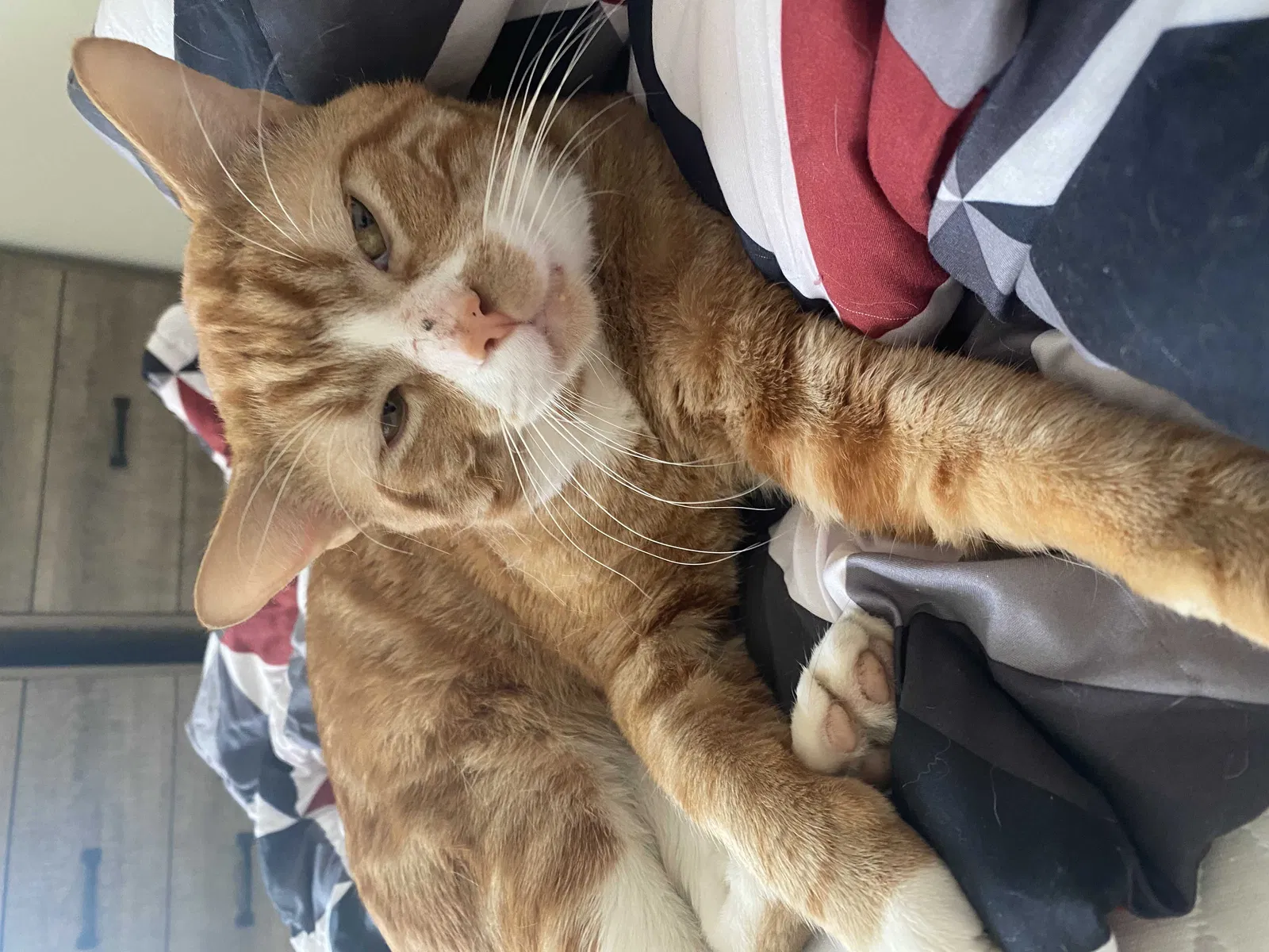 Lost cat in Springfield, OR, 97478