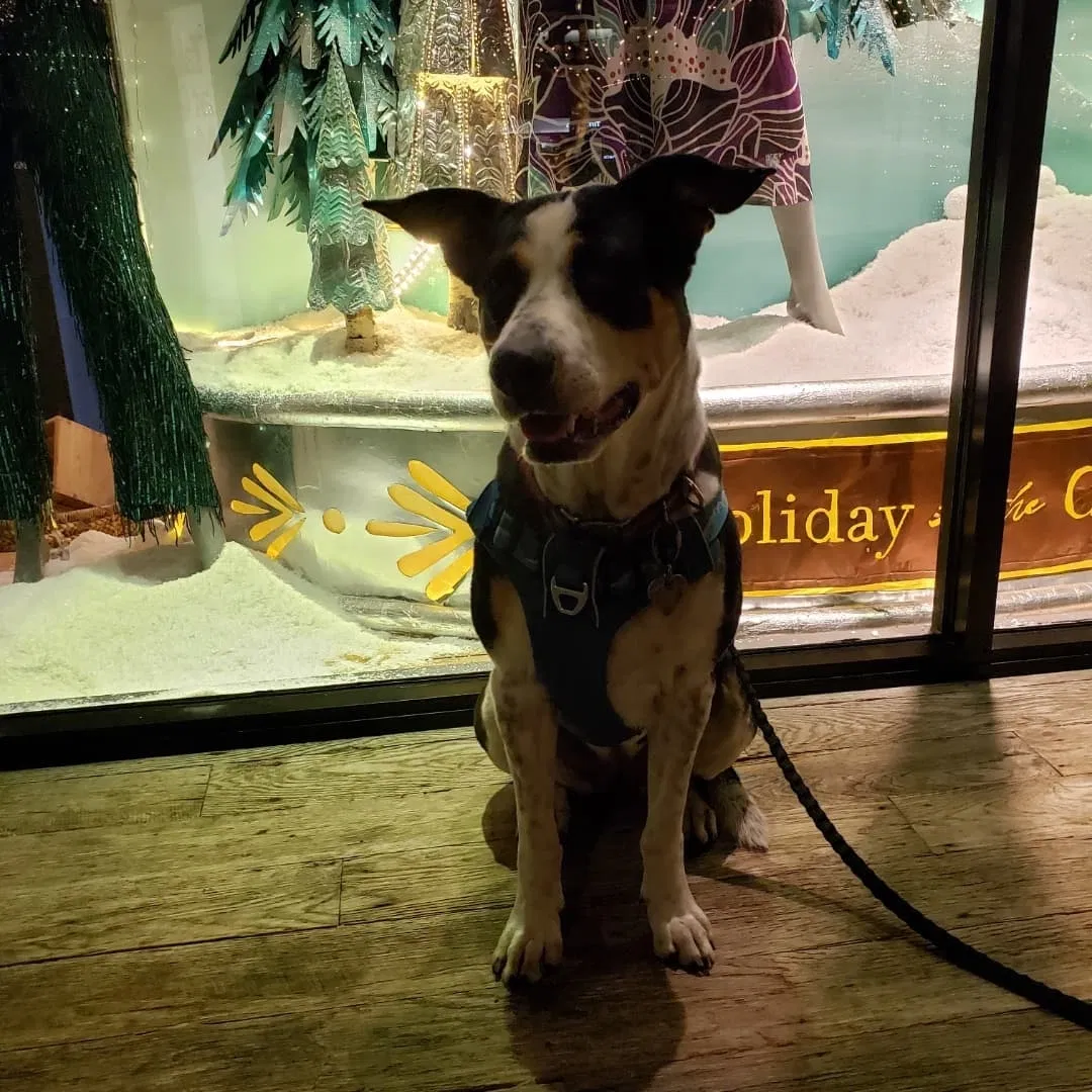 Lost dog in Rosemead, CA, 91770