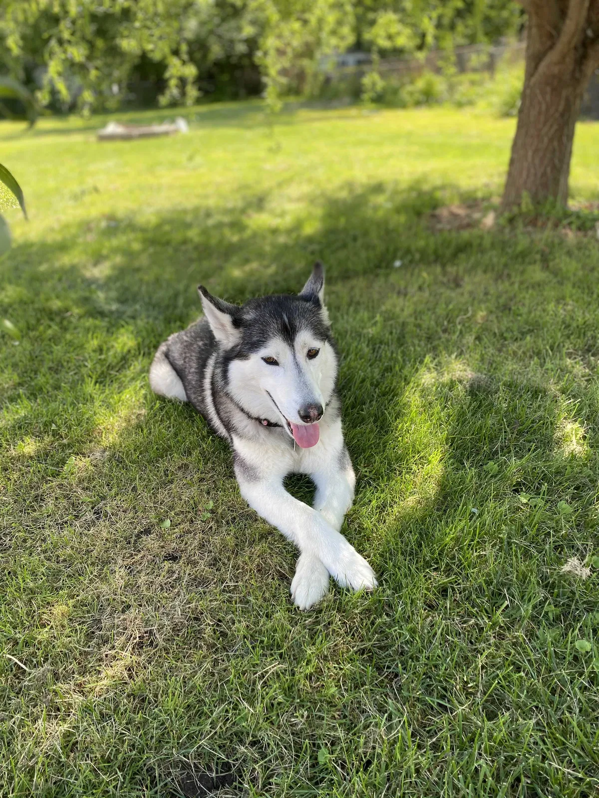 Lost dog in Detroit, MI, 48224