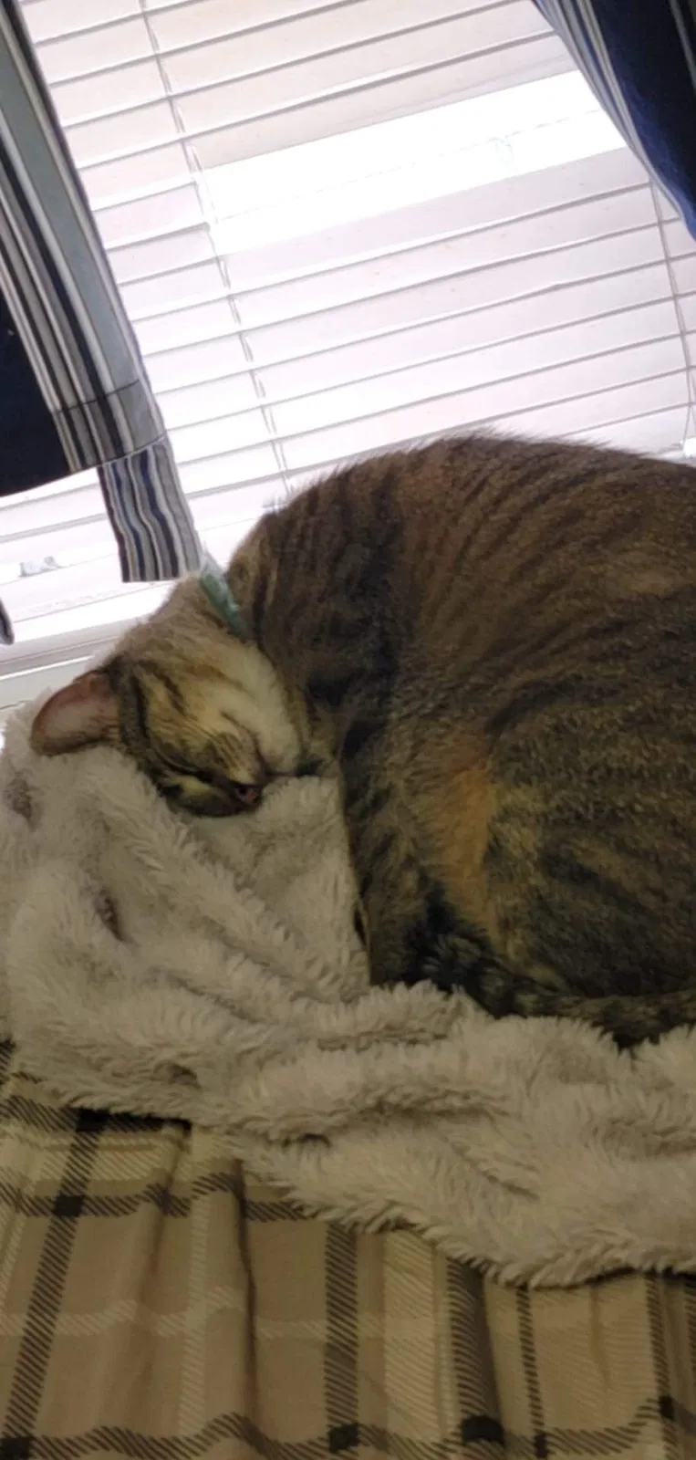 Lost cat in Provo, UT, 84601