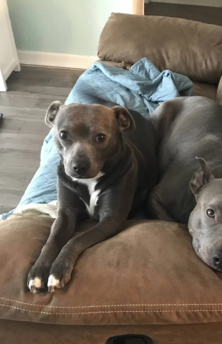 Lost dog in Pensacola, FL, 32507