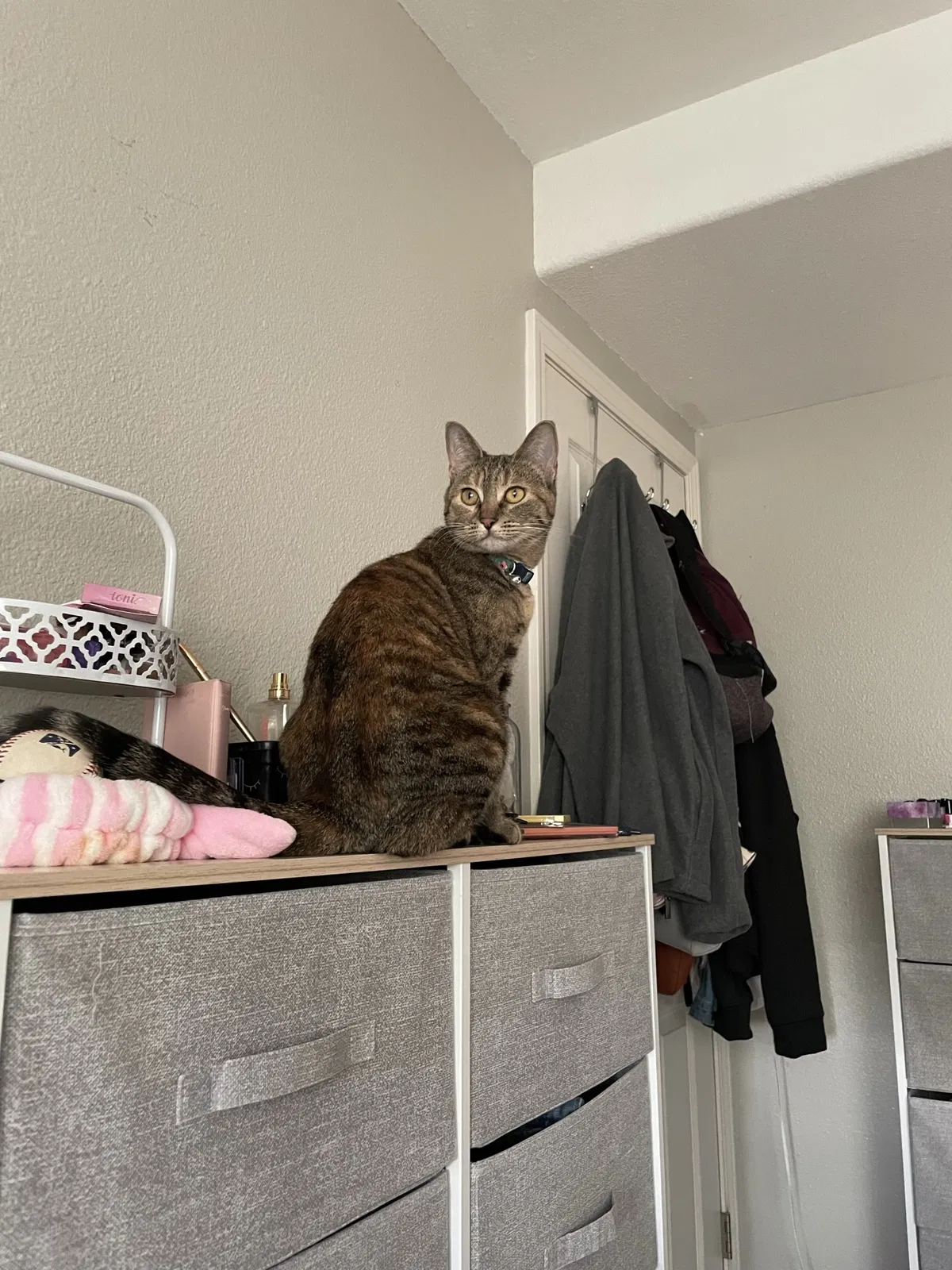 Lost cat in Greenacres, WA, 99016