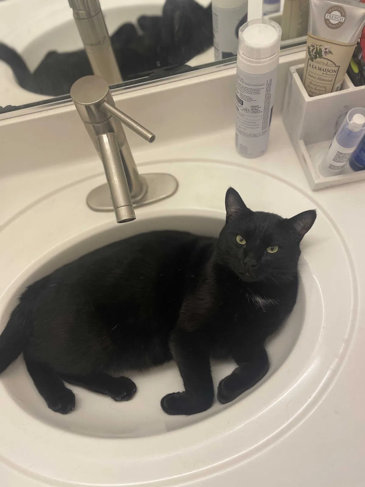 Lost cat in Sacramento, CA, 95825