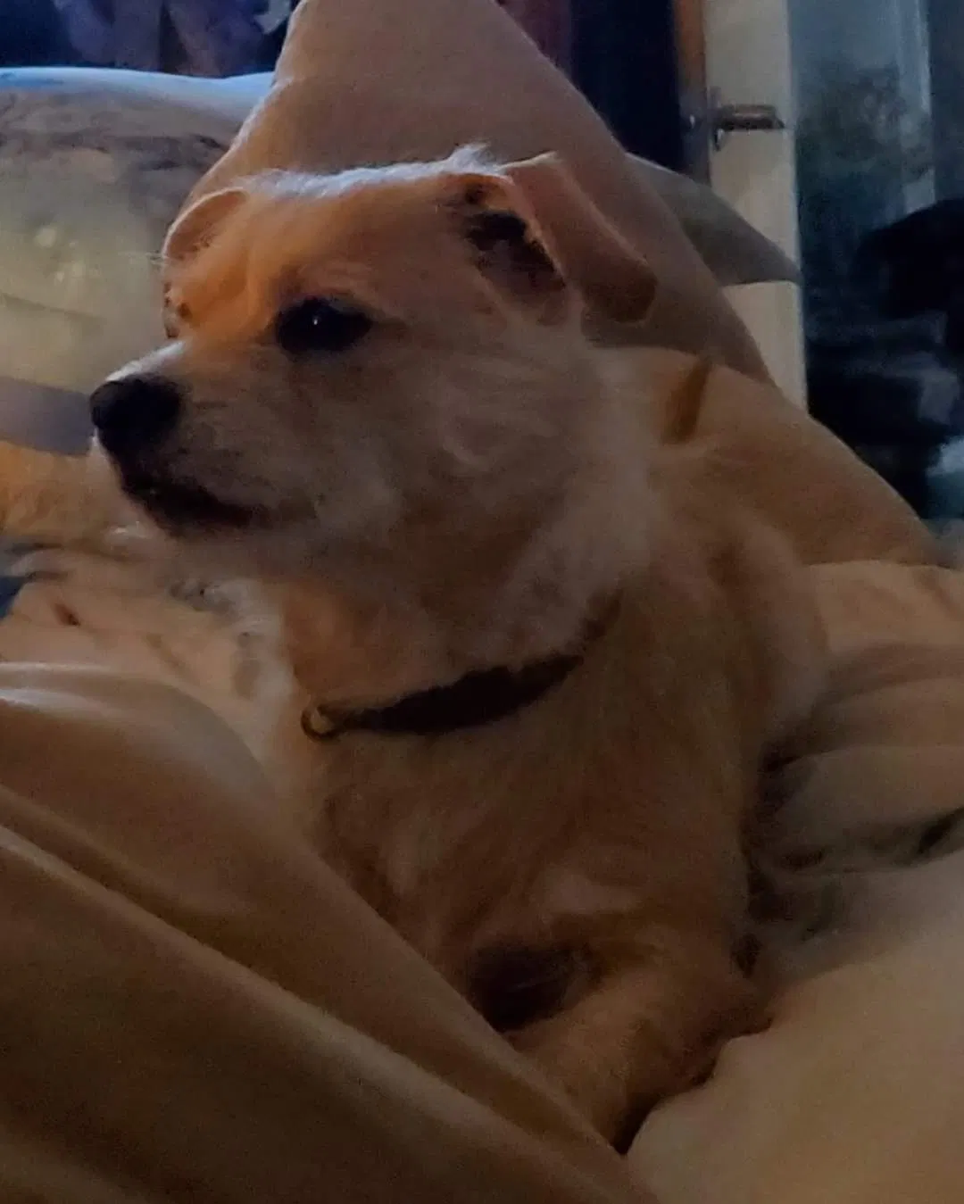 Lost dog in Fletcher, OK, 73541