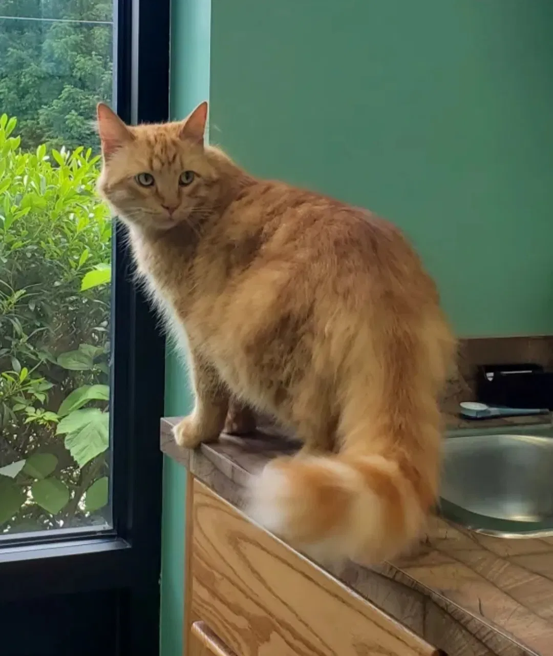 Lost cat in Pensacola, FL, 32506