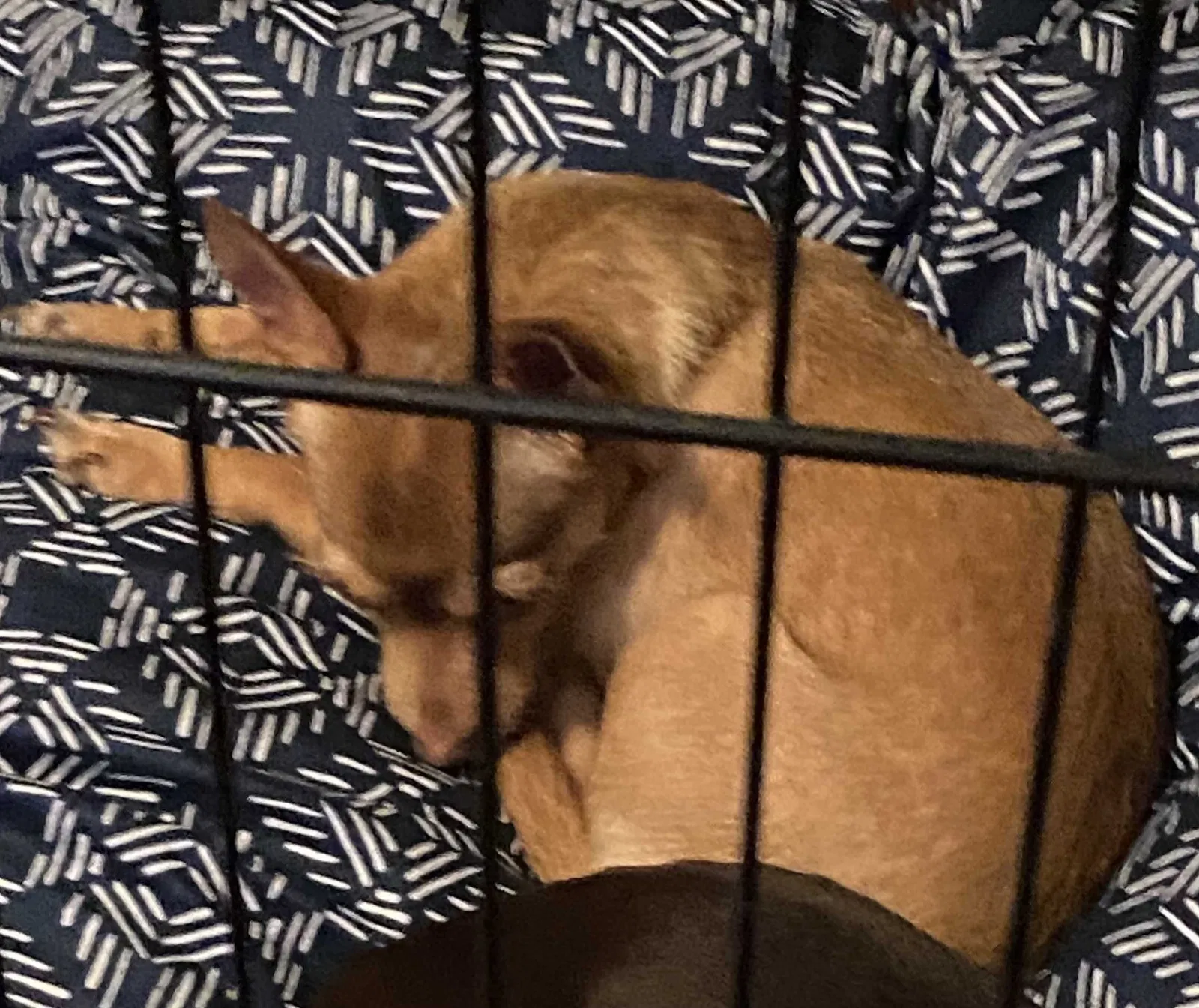 Lost dog in Austin, TX, 78747