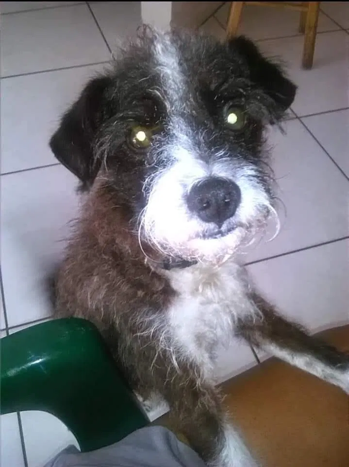 Lost dog in Tampa, FL, 33612