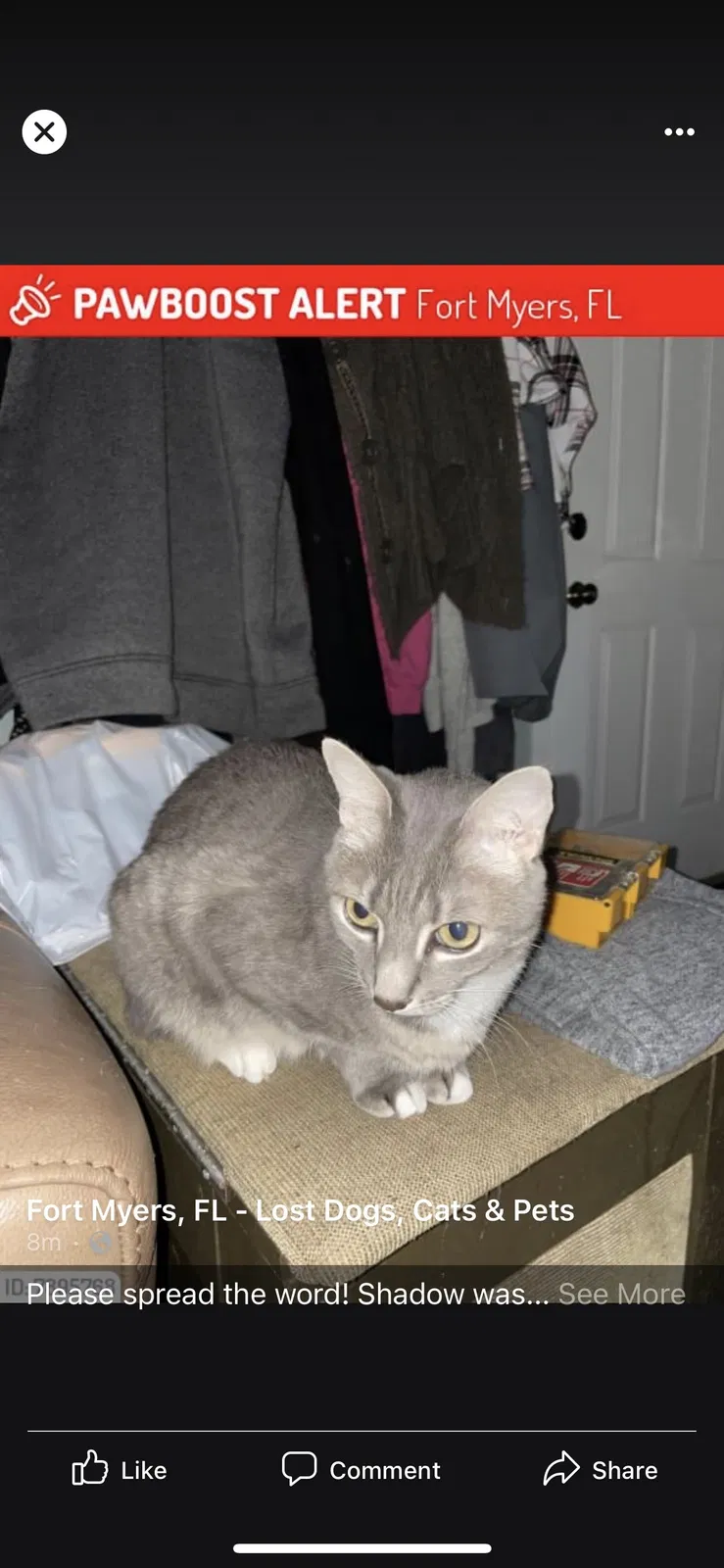 Lost cat in Fort Myers, FL, 33967